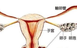 徐州十大正规助孕公司推荐，2026徐州热门助孕机构大全